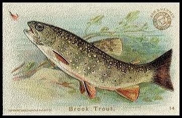 14 Brook Trout